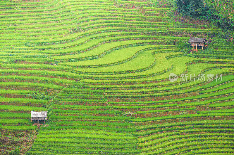 美丽的风景，绿色的稻田准备在越南西北部的梯田日落山在木仓寨，Yen Bai，越南